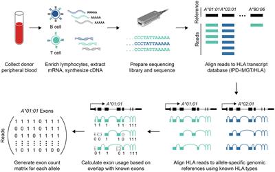 Allele-specific quantification of human leukocyte antigen transcript isoforms by nanopore sequencing